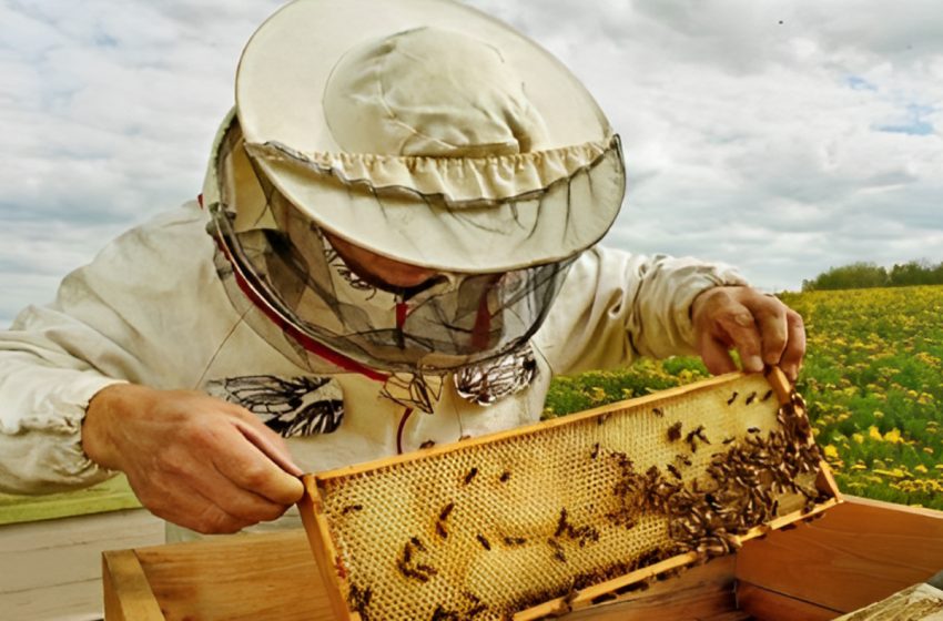  Guelmim : Sessions de formation sur la valorisation des produits apicoles et d’héliciculture