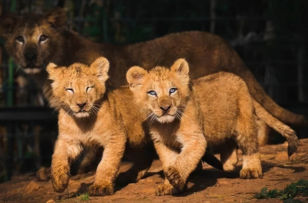 Azaghar, le nouveau lionceau de l’Atlas, s’intègre parfaitement dans son groupe (Vétérinaire au Jardin Zoologique de Rabat)