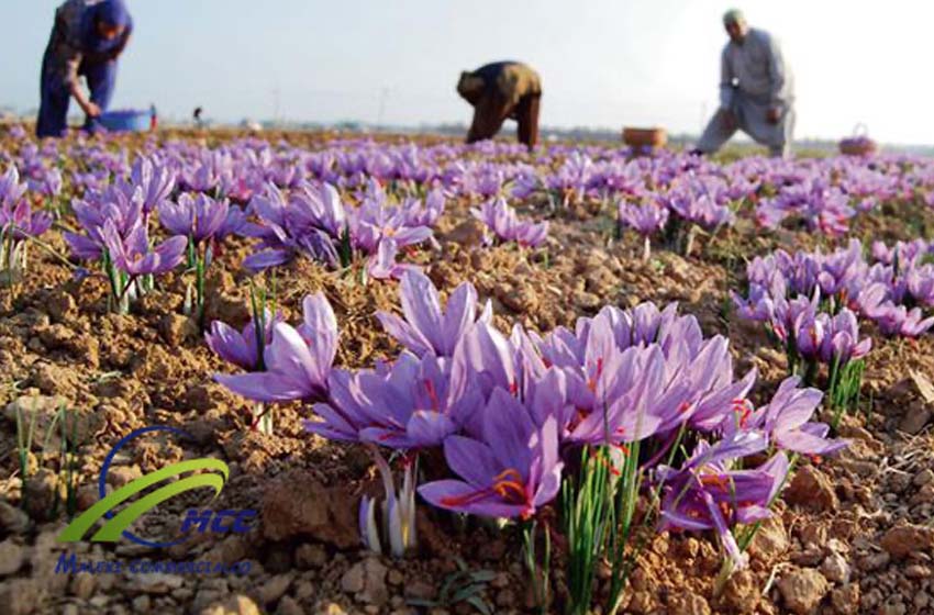  Meknès: Une conférence met en avant les qualités thérapeutiques du safran