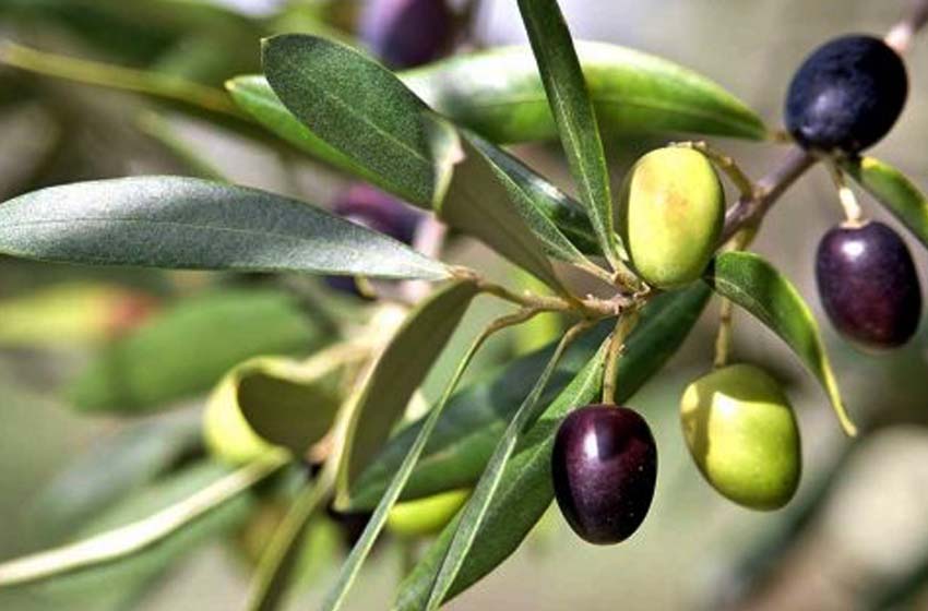  Taounate: une récolte des olives sous de bons auspices