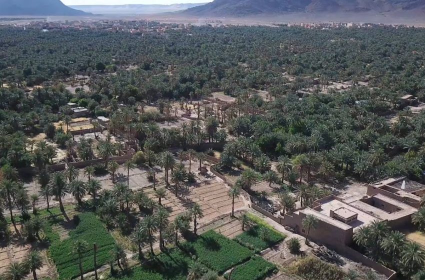 Oasis de Figuig: La production prévisionnelle des dattes estimée à