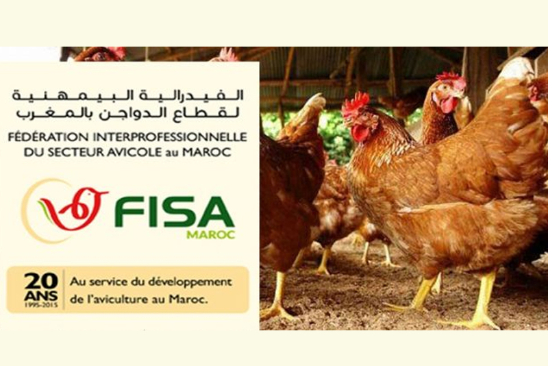  الفيدرالية البيمهنية لقطاع الدواجن بالمغرب : الدعوة إلى تحسين ظروف الذبح