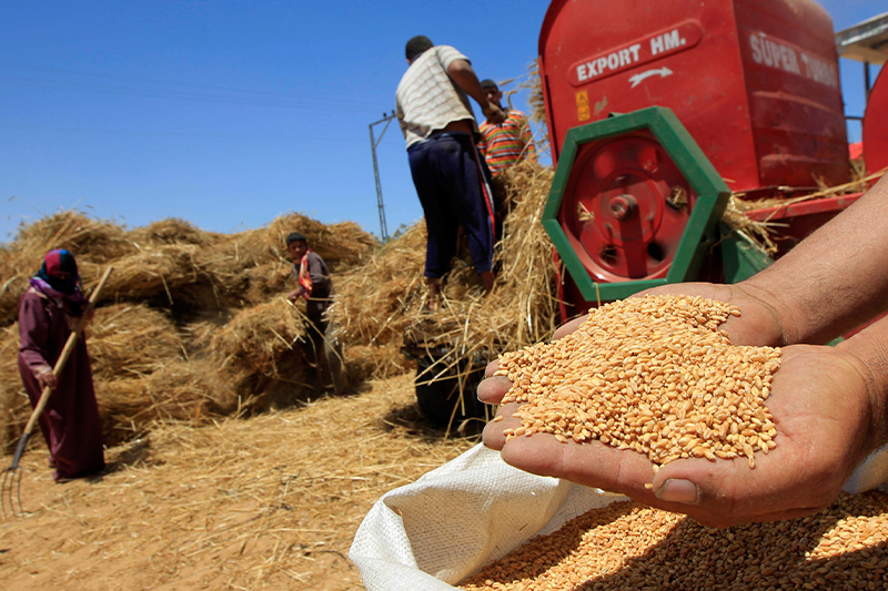  مخزون القمح .. الحكومة تؤكد توفر المغرب على الآليات اللازمة لتجديد المخزون الوطني وتعزيزه
