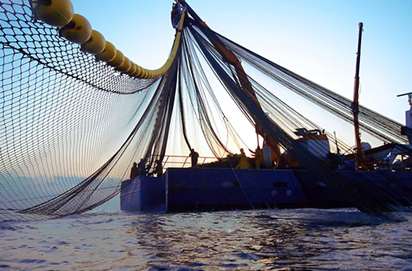  تراجع قيمة منتجات الصيد الساحلي والتقليدي المسوقة بـ 4 في المائة متم يونيو