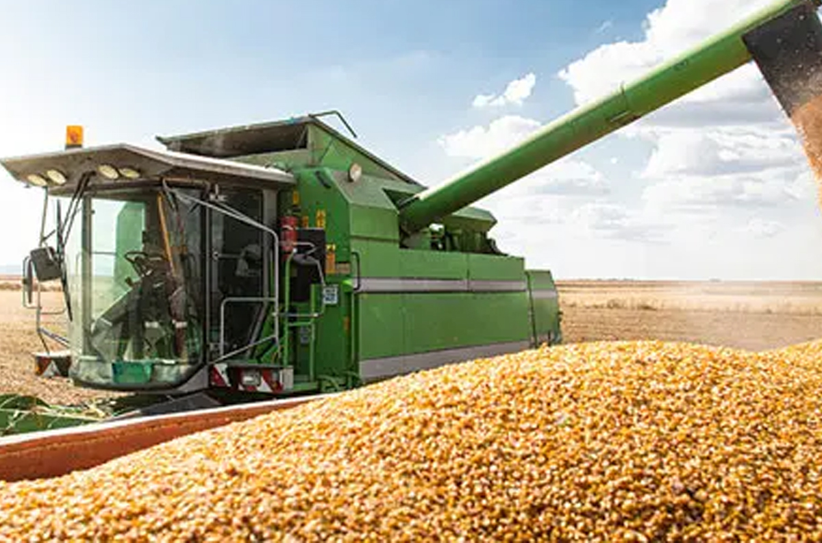 البرازيل: إنتاج الحبوب يقدر بأزيد من 297 مليون طن