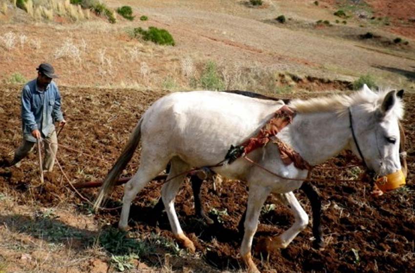 إقليم الجديدة.. انطلاق عملية الحرث بمنطقة أولاد افرج في ظروف جيدة